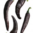 Chilaca Peppers Easy To Grow Vegetable Garden Edible 25 seeds