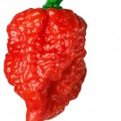 Carolina Reaper Peppers Easy To Grow Vegetable Garden Edible 25 seeds