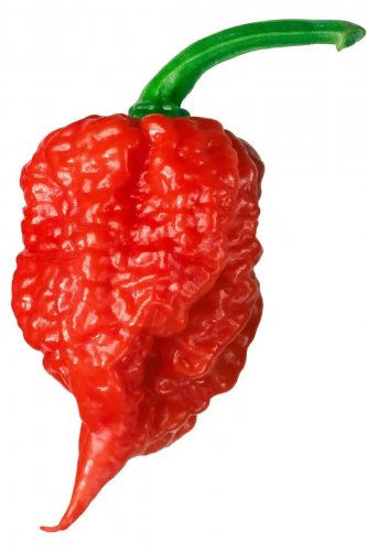 Carolina Reaper Peppers Easy To Grow Vegetable Garden Edible 25 seeds