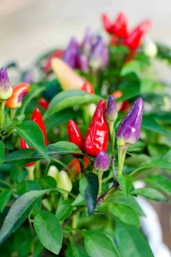 Bolivian Rainbow Chil Peppers Easy To Grow Vegetable Garden Edible Food 25 seeds
