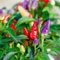 Bolivian Rainbow Chil Peppers Easy To Grow Vegetable Garden Edible Food 25 seeds