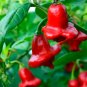 Bishop'S Crown Peppers Easy To Grow Vegetable Garden Edible Food 25 seeds