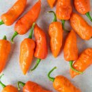 Ghost Peppers Bhut Joloki Easy To Grow Vegetable Edible Food 25 seeds