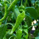 Anaheim Peppers Easy To Grow Vegetable 25 seeds