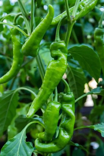 Anaheim Peppers Easy To Grow Vegetable 25 seeds