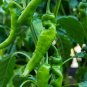 Anaheim Peppers Easy To Grow Vegetable 25 seeds