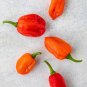 Aji Dulce Peppers Large Vegetable 25 seeds