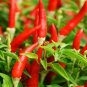 African Devil Peppers Large Vegetable 25 seeds