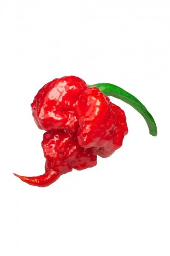 Primo Superhot Pepper Large Vegetable 25 seeds