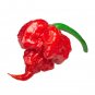 Primo Superhot Pepper Large Vegetable 25 seeds