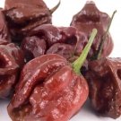 Douglah Chili Pepper Large Vegetable 25 seeds