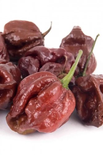 Douglah Chili Pepper Large Vegetable 25 seeds
