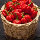 7-Pot Chili Pepper Large Vegetable 25 seeds