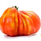 Pineapple Tomato Juicy Vegetable  Tomatoe 50+ seeds