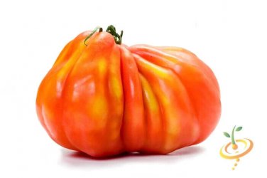 Pineapple Tomato Juicy Vegetable  Tomatoe 50+ seeds