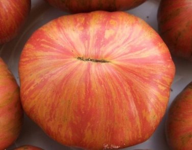 Dwarf Firebird Tomato Juicy Vegetable  Tomatoes 50+ seeds