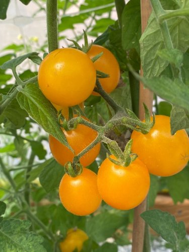 Dwarf Eagle Cherry Tomato Juicy Vegetable  Tomatoes 50+ seeds