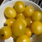 Dwarf Bendigo Moon Tomato Juicy Vegetable  Tomatoes 50+ seeds