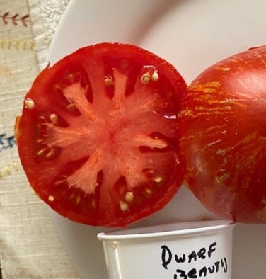 Dwarf Beauty King Tomato Juicy Vegetable  Tomatoes 50+ seeds
