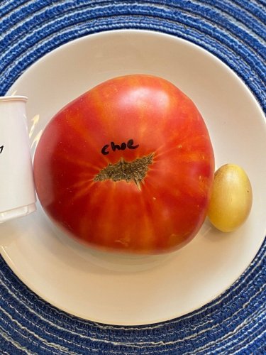 Choemato Tomato Juicy Vegetable  Tomatoes 50+ seeds