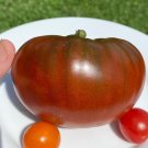 Buffalo Soldier Tomato Juicy Vegetable  Tomatoes 50+ seeds