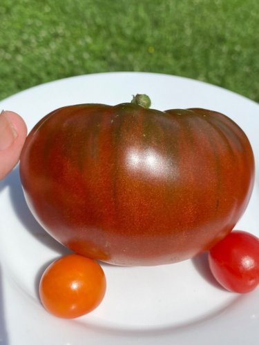 Buffalo Soldier Tomato Juicy Vegetable  Tomatoes 50+ seeds
