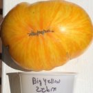 Big Yellow Zebra Tomato Juicy Vegetable  Tomatoes 50+ seeds