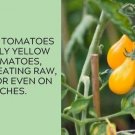 Yellow Pear Tomato Juicy Vegetable  Tomatoes 50+ seeds