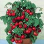 Tiny Tim Tomato Juicy Vegetable  Tomatoes Food 50+ seeds