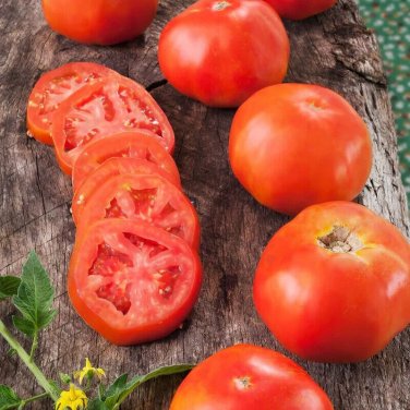 45. Rutgers Tomato Juicy Vegetable  Tomatoes 50+ seeds