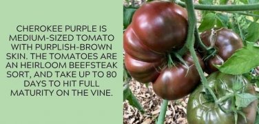Cherokee Purple Tomato Juicy Vegetable  Tomatoes 50+ seeds