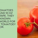 Celebrity Tomato Juicy Vegetable  Tomatoes Food 50+ seeds