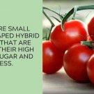 Campari Tomato Juicy Vegetable  Tomatoes 50+ seeds