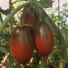 Black Icicle Tomato Juicy Vegetable  Tomatoes 50+ seeds