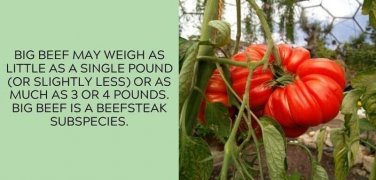 Big Beef Tomato Juicy Vegetable  Tomatoes 50+ seeds