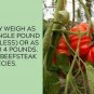 Big Beef Tomato Juicy Vegetable  Tomatoes 50+ seeds