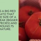 Better Boy Tomato Juicy Vegetable  Tomatoes Food 50+ seeds