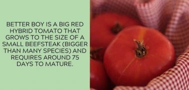 Better Boy Tomato Juicy Vegetable  Tomatoes Food 50+ seeds