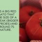 Better Boy Tomato Juicy Vegetable  Tomatoes Food 50+ seeds