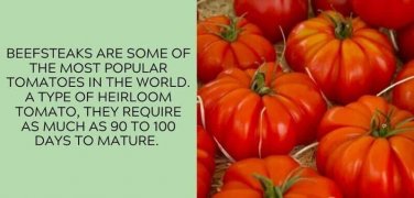 Beefsteak Tomato Juicy Vegetable  Tomatoes 50+ seeds
