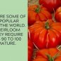 Beefsteak Tomato Juicy Vegetable  Tomatoes 50+ seeds