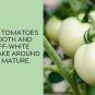 White Queen Tomato Juicy Vegetable  Tomatoes 50+ seeds