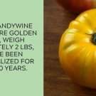 Yellow Brandywine Tomato Juicy Vegetable  Tomatoes 50+ seeds