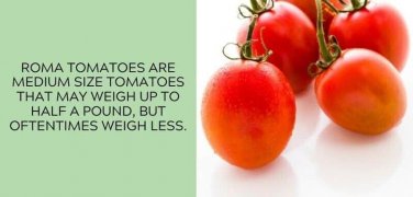 Roma Tomato Juicy Vegetable  Tomatoes 50+ seeds