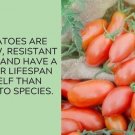 Juliet Tomato Juicy Vegetable  Tomatoes 50+ seeds