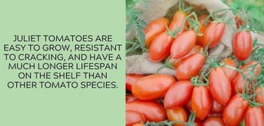 Juliet Tomato Juicy Vegetable  Tomatoes 50+ seeds
