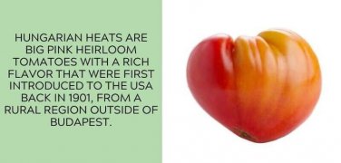 Hungarian Heart Tomato Juicy Vegetable  Tomatoes 50+ seeds