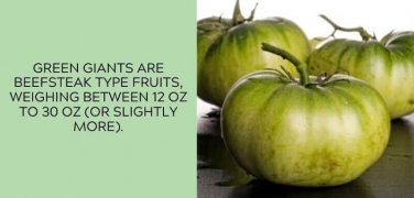 Green Giant Tomato Juicy Vegetable  Tomatoes 50+ seeds