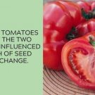German Pink Tomato Juicy Vegetable  Tomatoes 50+ seeds