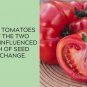 German Pink Tomato Juicy Vegetable  Tomatoes 50+ seeds